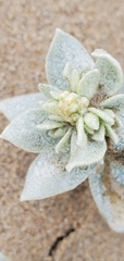 Atriplex leucophylla