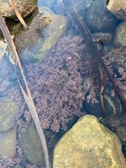 Corallina officinalis