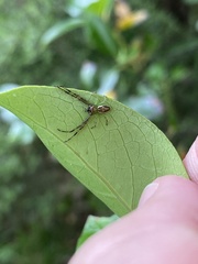 Diaea ambara