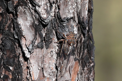 Fall Southeastern Dusk-singing Cicada photo 2