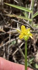 Tricoryne anceps