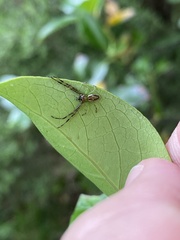 Diaea ambara