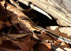 Thamnophis saurita septentrionalis