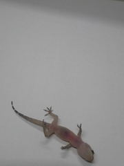 Hemidactylus turcicus