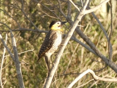 Colaptes campestris