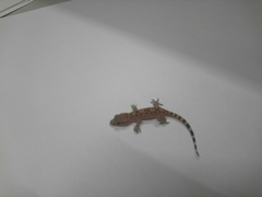 Hemidactylus turcicus