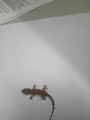 Hemidactylus turcicus