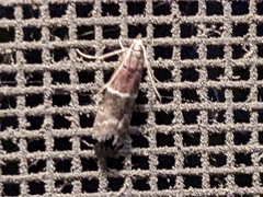 Euzophera ostricolorella