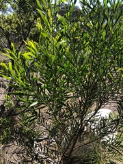 Acacia floribunda