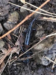 Plethodon albagula