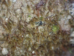 Dicranella schreberiana