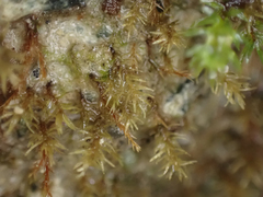 Dicranella schreberiana