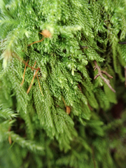 Hypnum circinale