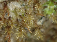 Dicranella schreberiana