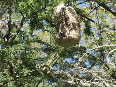 Polybia occidentalis