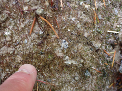 Dicranella schreberiana