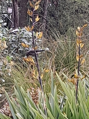 Anthornis melanura