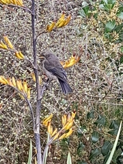 Anthornis melanura