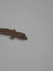Hemidactylus turcicus
