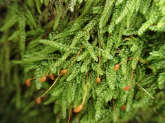 Hypnum circinale