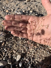 Eriogonum nutans nutans