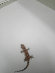 Hemidactylus turcicus