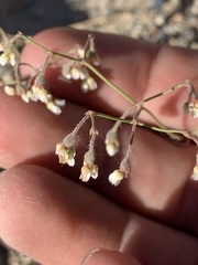 Eriogonum nutans nutans