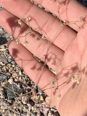 Eriogonum nutans nutans