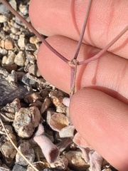 Eriogonum nutans nutans