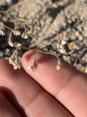 Eriogonum nutans nutans