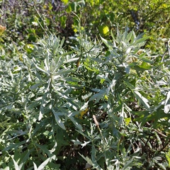 Artemisia ludoviciana