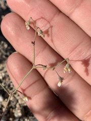Eriogonum nutans nutans