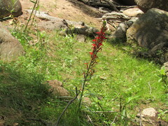 Lobelia cardinalis