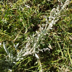 Artemisia ludoviciana