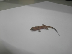 Hemidactylus turcicus