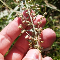Artemisia ludoviciana