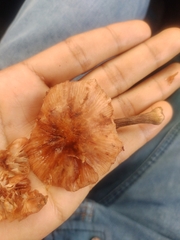 Agaricales