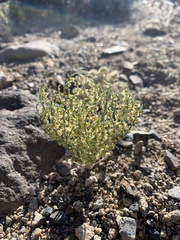Eriogonum nidularium