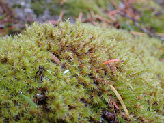 Racomitrium heterostichum