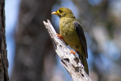 Manorina melanophrys