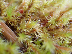 Racomitrium heterostichum