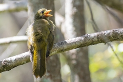 Manorina melanophrys