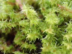 Racomitrium elongatum