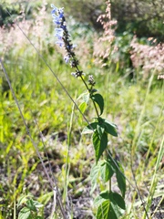 Salvia connivens