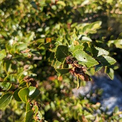 Nothofagus betuloides