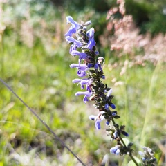 Salvia connivens