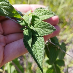 Salvia connivens