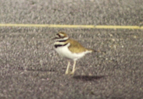 Killdeer photographed in West Virginia