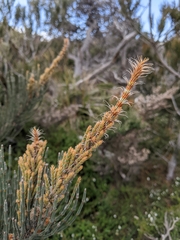 Allocasuarina crassa
