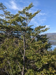 Nothofagus betuloides